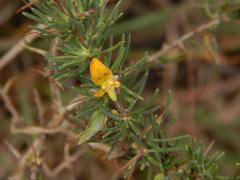 Aspalathus spinosa flavispina