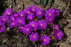 Lampranthus emarginatus