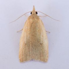 Sparganothoides machimiana