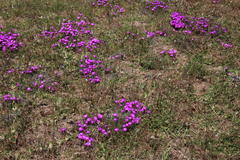 Lampranthus emarginatus
