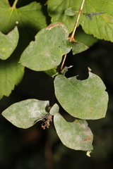 Erysiphe symphoricarpi