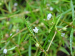 Scleromitrion brachypodum