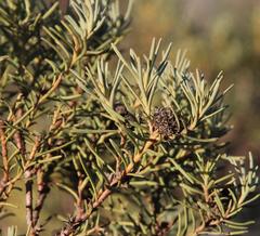 Leucadendron brunioides brunioides
