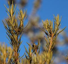 Leucadendron brunioides brunioides