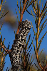 Leucadendron brunioides brunioides