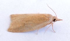 Sparganothoides machimiana