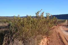 Leucadendron brunioides brunioides