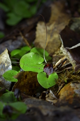 Corybas iridescens