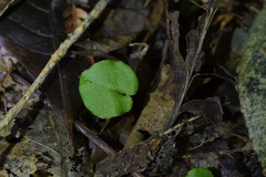Corybas iridescens