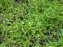 Scleromitrion brachypodum