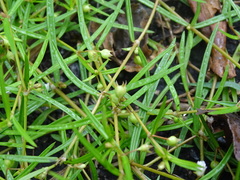 Scleromitrion brachypodum