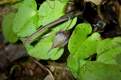 Corybas iridescens