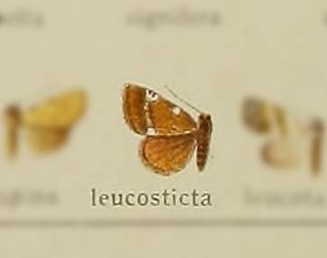 Enispa leucosticta