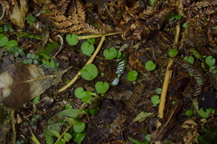 Corybas iridescens