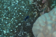 Pseudoceros caeruleocinctus