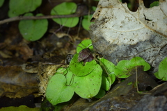 Corybas iridescens