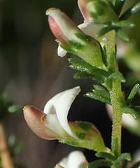 Aspalathus hispida albiflora