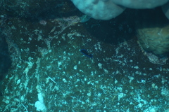 Pseudoceros caeruleocinctus