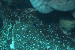 Pseudoceros caeruleocinctus