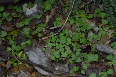 Corybas iridescens