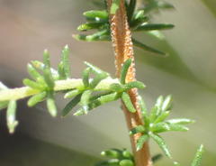 Aspalathus hispida albiflora