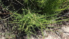 Aspalathus hispida albiflora