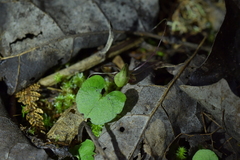 Corybas vitreus