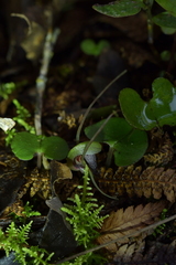Corybas sanctigeorgianus