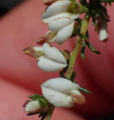 Aspalathus hispida albiflora