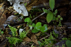 Corybas sanctigeorgianus