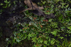 Pseudocyphellaria homoeophylla