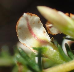 Aspalathus hispida albiflora