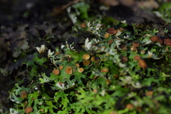 Pseudocyphellaria homoeophylla