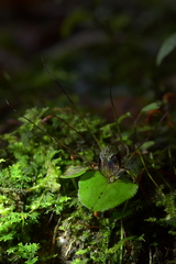 Corybas iridescens