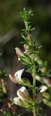 Aspalathus hispida albiflora