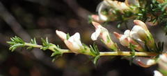 Aspalathus hispida albiflora
