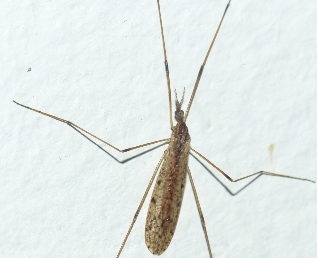 Rhipidia atomaria