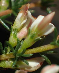 Aspalathus hispida albiflora