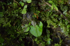 Corybas iridescens