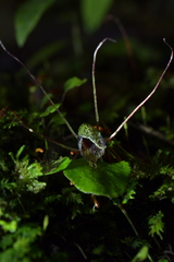 Corybas iridescens