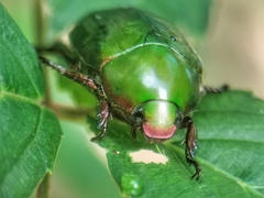 Anomala cupripes