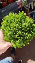 Veronica × andersonii