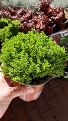 Veronica × andersonii