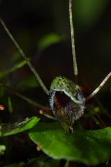 Corybas iridescens