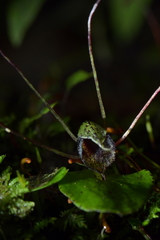 Corybas iridescens