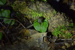 Corybas iridescens