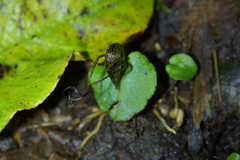 Corybas iridescens