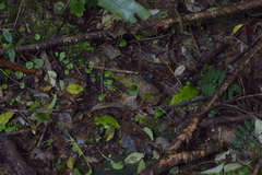 Corybas iridescens