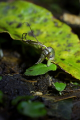 Corybas iridescens