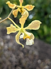 Encyclia granitica